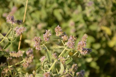 Pennyroyal Mentha pulegium nane şekeri. Bulanık bir arka planda tıbbi tesisin kapanışı. Güneşli bir yaz gününde çayırda yabani bitkiler yetişir. Yeşil arkaplan.