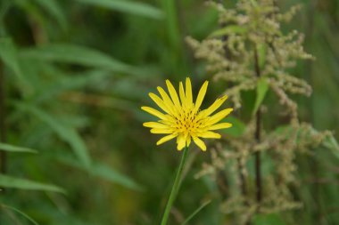 Meadow Salsify çiçeği (Tragopogon pratensis L.) - ayrıca çayır keçi sakalı olarak da bilinir. Arka planda bulanık çayır ve orman olan çiçeğin yakın görüntüsü - seçici odak