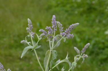 Pennyroyal Mentha pulegium nane şekeri. Bulanık bir arka planda tıbbi tesisin kapanışı. Güneşli bir yaz gününde çayırda yabani bitkiler yetişir. Yeşil arkaplan.