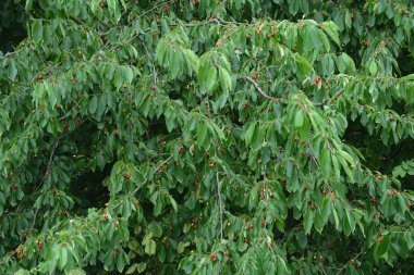 Bahçedeki bir ağacın üzerindeki olgunlaşmamış kiraz dalına yaklaş. Ağaç dalında genç, yeşil kirazlar. Prunus avium.