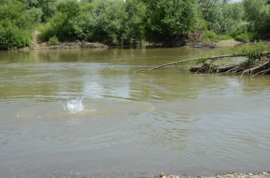 Nehir kıyısı sık odunları aştı..
