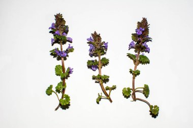 Bitki sarmaşığının genç dalları Glechoma, Hederacea Glechoma gibi beyaz bir arka planda mor çiçekli taze dallar. Beyaz arka planda izole edilmiş alan merhemi veya yer sarmaşığı (Glechoma hederacea).