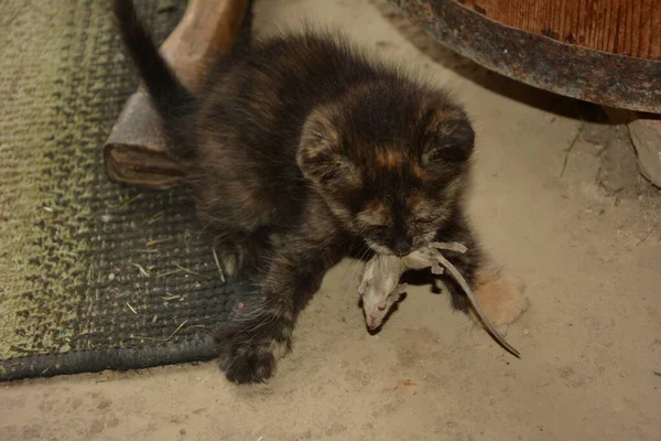 Cat caught the little mouse.The cat caught the mouse. Natural extermination of mice, cats.Cat hunter with a caught mouse in her mouth