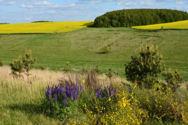 Çiçek açan meyve bahçesi ve tecavüz tarlasıyla güzel bir bahar manzarası. Tarlada sarı tecavüz çiçekleri. Kırsal ve bahar manzarası. Çiçek açan alanlar.
