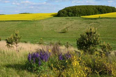 Çiçek açan meyve bahçesi ve tecavüz tarlasıyla güzel bir bahar manzarası. Tarlada sarı tecavüz çiçekleri. Kırsal ve bahar manzarası. Çiçek açan alanlar.