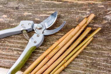 Ağaç dallarını makasla kesmek ve ilkbaharda ağaç dikmek için filizler hazırlamak..