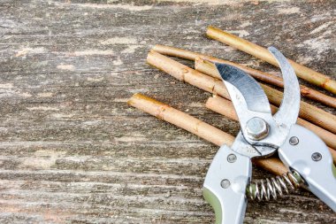 Ağaç dallarını makasla kesmek ve ilkbaharda ağaç dikmek için filizler hazırlamak..