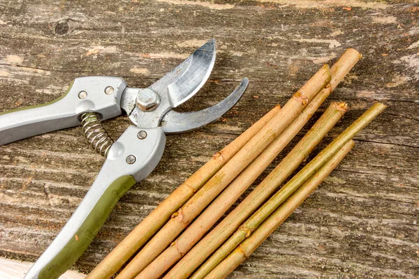Cutting branches from wood with scissors and preparing shoots for grafting trees in spring.