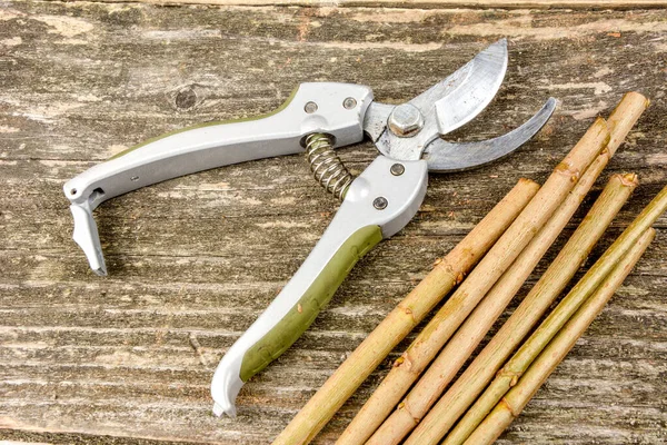 Cutting branches from wood with scissors and preparing shoots for grafting trees in spring.