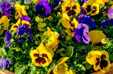 Menekşelerin dekoratif çiçekleri ve yaşam süslemeleri. Kentsel alandaki modern çiçek kulüpleri..