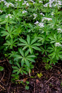 Tatlı odunsu (Galium odoratum) - Çiçekler. İlkbaharda ormanda yatak samanları açar.