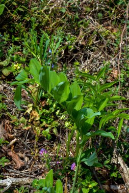 Poligonatum odoratum (Polygonatum officinale) çiçek açan beyaz orman çiçekleri, kökü yeşil yapraklı ilkbahar çiçekleri