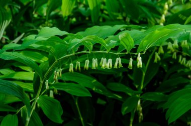 Poligonatum odoratum (Polygonatum officinale) çiçek açan beyaz orman çiçekleri, kökü yeşil yapraklı ilkbahar çiçekleri
