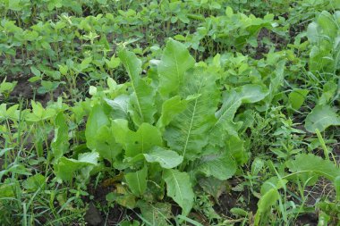 Kahverengi toprakta armoracia rusticana yaprakları bahar güneşinde yabanturpunun yeşil ve taze yaprakları.