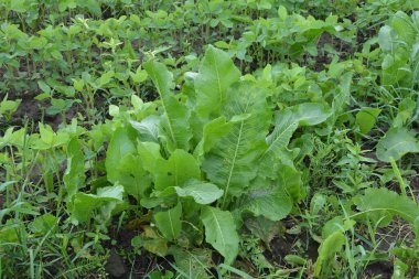 Kahverengi toprakta armoracia rusticana yaprakları bahar güneşinde yabanturpunun yeşil ve taze yaprakları.