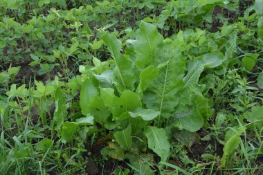 Kahverengi toprakta armoracia rusticana yaprakları bahar güneşinde yabanturpunun yeşil ve taze yaprakları.