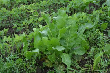 Kahverengi toprakta armoracia rusticana yaprakları bahar güneşinde yabanturpunun yeşil ve taze yaprakları.
