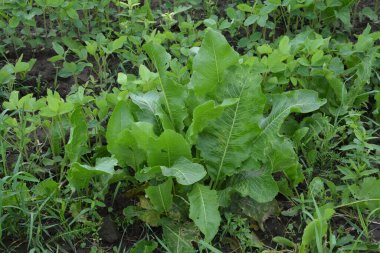 Kahverengi toprakta armoracia rusticana yaprakları bahar güneşinde yabanturpunun yeşil ve taze yaprakları.