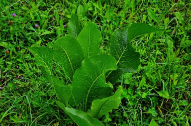 Kahverengi toprakta armoracia rusticana yaprakları bahar güneşinde yabanturpunun yeşil ve taze yaprakları.