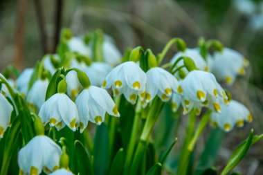 Beyaz Yaz Kar Tanesi çiçekleri (Leucojum aestivum) taç yapraklarında yeşil noktalar, taze bahar yeşili yapraklı çan şeklinde çiçekler.