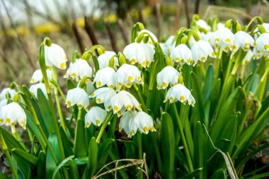 Beyaz Yaz Kar Tanesi çiçekleri (Leucojum aestivum) taç yapraklarında yeşil noktalar, taze bahar yeşili yapraklı çan şeklinde çiçekler.
