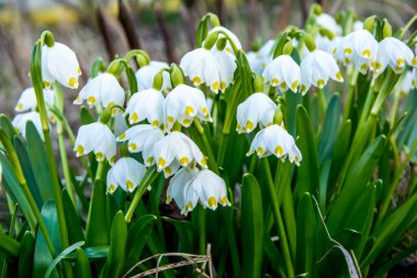 Beyaz Yaz Kar Tanesi çiçekleri (Leucojum aestivum) taç yapraklarında yeşil noktalar, taze bahar yeşili yapraklı çan şeklinde çiçekler.