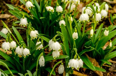 Beyaz Yaz Kar Tanesi çiçekleri (Leucojum aestivum) taç yapraklarında yeşil noktalar, taze bahar yeşili yapraklı çan şeklinde çiçekler.
