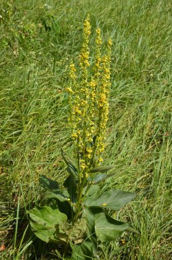 Geniş Çiçekli Mullein, Mullein, Verbascum yoğunluğu