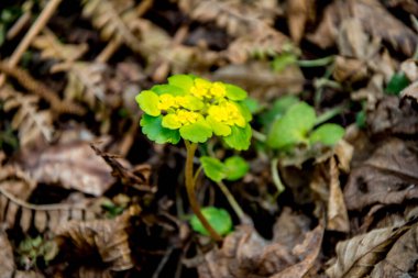 Alternatif bırakılmış Altın Saksafon, Alternatif Yaprak Altın Saksafon, Altın Saksafon (Chrysosplenium alternifolium)