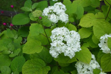 Koyu yeşil arka planda güzel beyaz Viburnum Opulus Roseum topları. Beyaz Guelder Rose veya Viburnum opulus sterilis, Kartopu Bush, Avrupa kartopu büyük, yaprak döken bir çalılıktır.