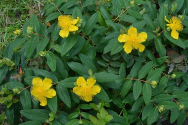 St. John 's Wort yaprakları ve çiçekleri, Hypericum kalycinum. Açan St. Johns Wort (Hypericum kalycinum) çiçekleri. Hypericum' da açan güzel sarı çiçekler.