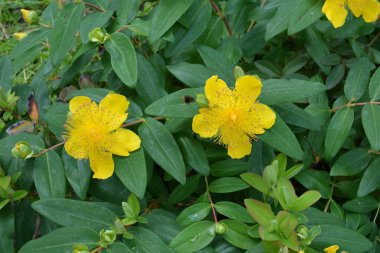 St. John 's Wort yaprakları ve çiçekleri, Hypericum kalycinum. Açan St. Johns Wort (Hypericum kalycinum) çiçekleri. Hypericum' da açan güzel sarı çiçekler.