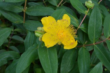 St. John 's Wort yaprakları ve çiçekleri, Hypericum kalycinum. Açan St. Johns Wort (Hypericum kalycinum) çiçekleri. Hypericum' da açan güzel sarı çiçekler.