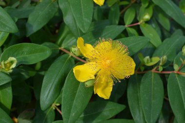 St. John 's Wort yaprakları ve çiçekleri, Hypericum kalycinum. Açan St. Johns Wort (Hypericum kalycinum) çiçekleri. Hypericum' da açan güzel sarı çiçekler.