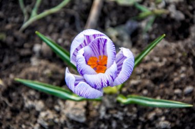 Timsahlar. Mavi timsahlar. İlkbaharda timsahlar büyür. Safran. Mor Crocus ve Mavi Scylla ilk bahar çiçekleri..