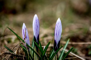Timsahlar. Mavi timsahlar. İlkbaharda timsahlar büyür. Safran. Mor Crocus ve Mavi Scylla ilk bahar çiçekleri..