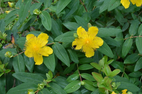 leaves and flowers of St. John\'s wort, Hypericum calycinum.Blooming St. Johns Wort (Hypericum calycinum) flowers.beautiful yellow flowers blooming Hypericum close-up