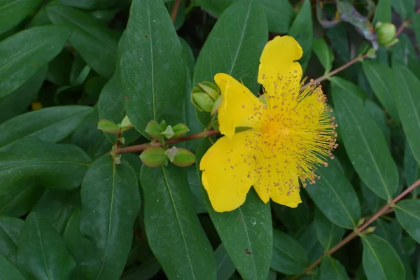leaves and flowers of St. John\'s wort, Hypericum calycinum.Blooming St. Johns Wort (Hypericum calycinum) flowers.beautiful yellow flowers blooming Hypericum close-up