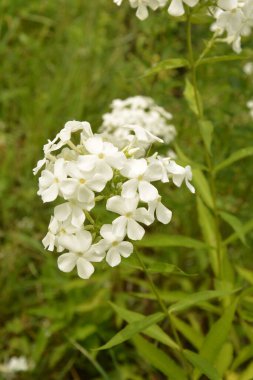 Ahşap çitlerin yanında açan beyaz fenox çiçekleri. Beyaz Phlox çiçeği - çiçek açan bitkilerin cinsi.
