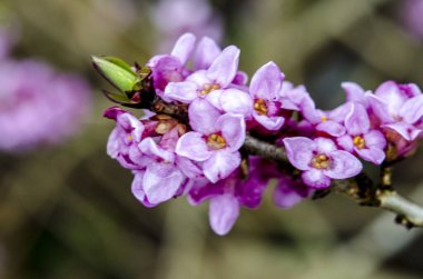 Lanet olası Daphne Mezereum. Baharda güzel mezereon çiçekleri açar. Mezereon, mezereon, Şubat Daphne, spurge laurel veya spurge zeytin (Daphne mezereum).