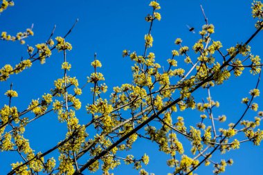 Mısır tarlaları sarı çiçekli çalılar Mart 'ta çiçeklerle sarmalanmış güzel dallar ve her parkta ya da bahçede sarı küçük çiçeklerle açan Cornelian kirazları