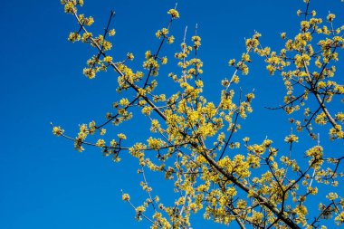Mısır tarlaları sarı çiçekli çalılar Mart 'ta çiçeklerle sarmalanmış güzel dallar ve her parkta ya da bahçede sarı küçük çiçeklerle açan Cornelian kirazları