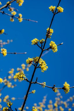 Mısır tarlaları sarı çiçekli çalılar Mart 'ta çiçeklerle sarmalanmış güzel dallar ve her parkta ya da bahçede sarı küçük çiçeklerle açan Cornelian kirazları