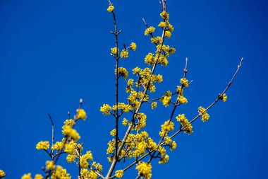 Mısır tarlaları sarı çiçekli çalılar Mart 'ta çiçeklerle sarmalanmış güzel dallar ve her parkta ya da bahçede sarı küçük çiçeklerle açan Cornelian kirazları