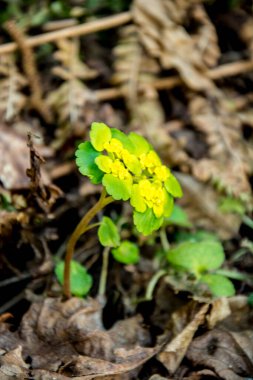 Alternatif bırakılmış Altın Saksafon, Alternatif Yaprak Altın Saksafon, Altın Saksafon (Chrysosplenium alternifolium)