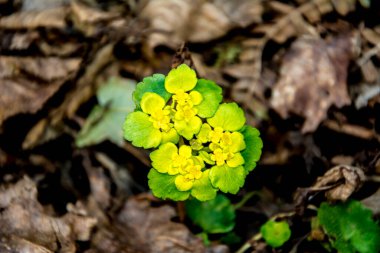 Alternatif bırakılmış Altın Saksafon, Alternatif Yaprak Altın Saksafon, Altın Saksafon (Chrysosplenium alternifolium)