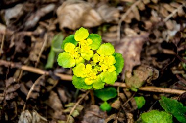 Alternatif bırakılmış Altın Saksafon, Alternatif Yaprak Altın Saksafon, Altın Saksafon (Chrysosplenium alternifolium)