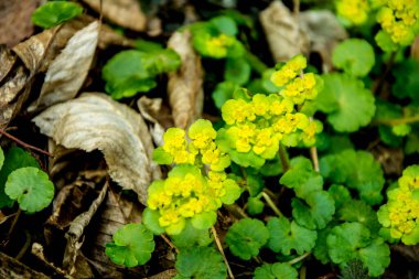 Alternatif bırakılmış Altın Saksafon, Alternatif Yaprak Altın Saksafon, Altın Saksafon (Chrysosplenium alternifolium)