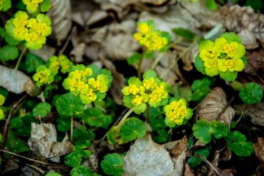 Alternatif bırakılmış Altın Saksafon, Alternatif Yaprak Altın Saksafon, Altın Saksafon (Chrysosplenium alternifolium)