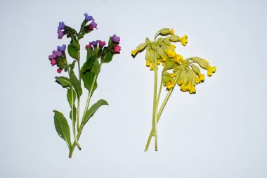 Pulmonaria resmi olarak beyaz arka planda izole edilmiştir. Pulmonaria officinalis bloosoms 'un bileşimi beyaz arka planda, üst bakış açısında, yaratıcı düzlem. Konsept:.